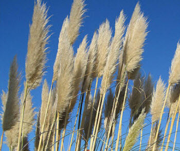 หญ้าแพมพัสป่า หรือ ไวด์ แพมพัส (Wild Pampas) / 500 เม็ด (Ukraine)