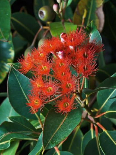 ยูคาลิปตัสแดง / ยูคาลิปตัสออสเตรเลีย (Corymbia ficifolia) / 10 เม็ด (Australia) *