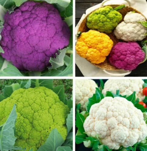 กะหล่ำดอก (Cauliflower) คละ 4 สี / 200 เม็ด (USA)