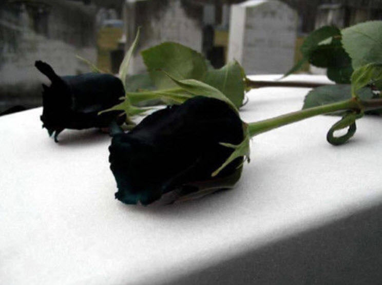กุหลาบดำ (Black Rose) / 100 เม็ด
