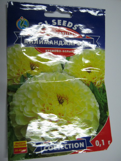 ดาวเรือง คีรีแมนจาโร (Marigold Erecta Kilimanjaro) สีขาว / 35 เม็ด (Ukraine)