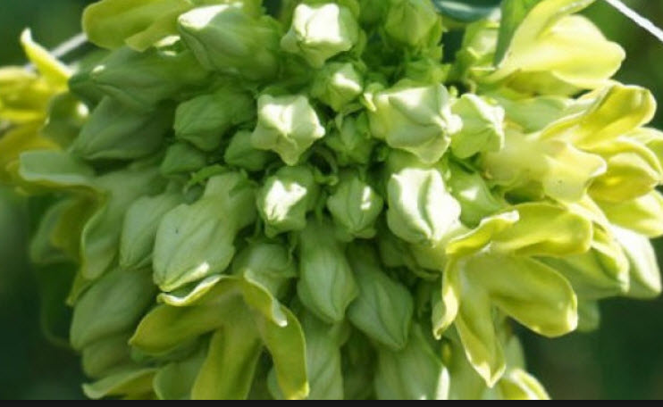 ขจร / สลิด (Cowslip creeper) / 15 เม็ด