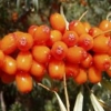 ซีบัคธอร์น (Sea Buckthorn) / 100 เม็ด (Portugal)
