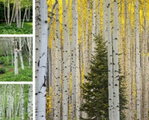 ไวท์เบิร์ช / ซิลเวอร์ เบิร์ช (White / Silver Birch) / 50 เม็ด (China)