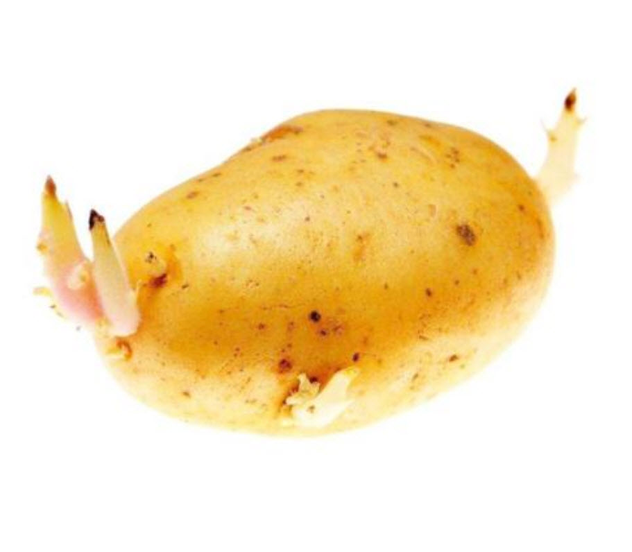 มันฝรั่งรัสเซีย (Russian potato) / 50 เม็ด