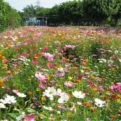 ดอกไม้ป่า คละ (Wildflowers) ทนแล้ง / 200 เม็ด (นอก)