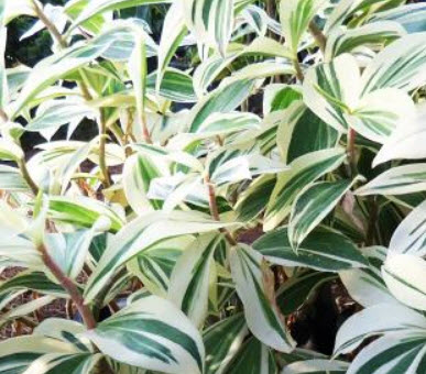 ต้นเอื้องหมายนา ใบด่าง ถุงดำ สูง 50 ซ.ม. ขึ้นไป / ต้น