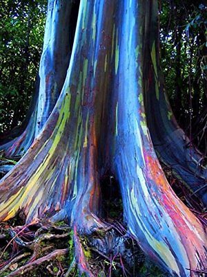ยูคาลิปตัสแฟนซี (Rainbow Eucalyptus) / 500 เม็ด (Portugal)