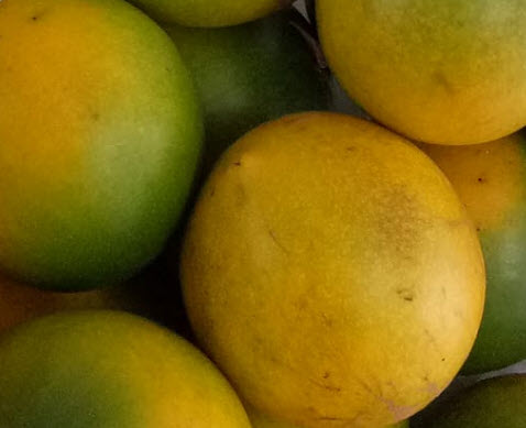 ต้นเอบิวไต้หวัน เพาะเมล็ด สูง 1.0~1.4m. ปลูกเลี้ยงในเข่ง