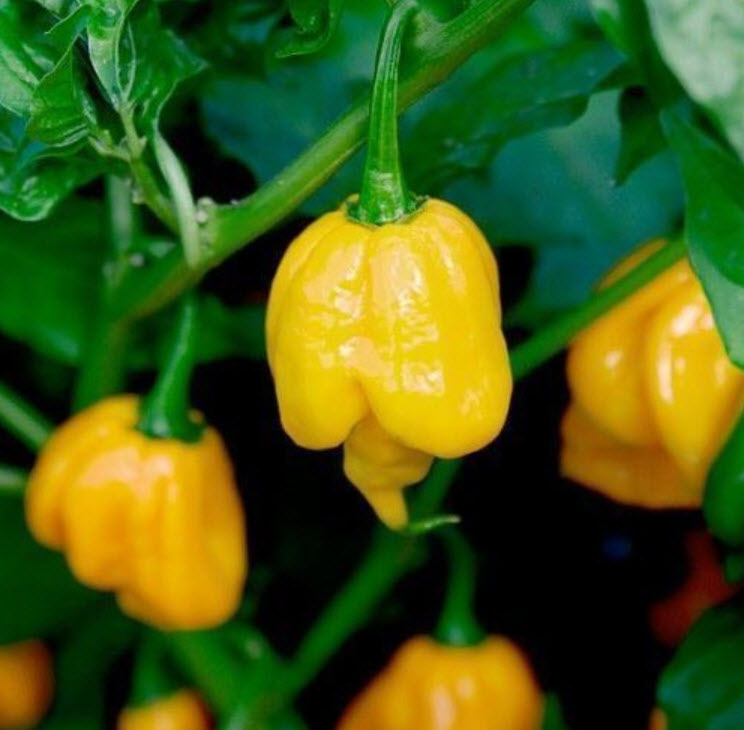 พริก Trinidad Scorpion Butch เหลือง / 15 เม็ด (USA)