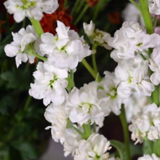 ดอกลิ้นมังกร (Snapdragon) คละ / 100 เม็ด