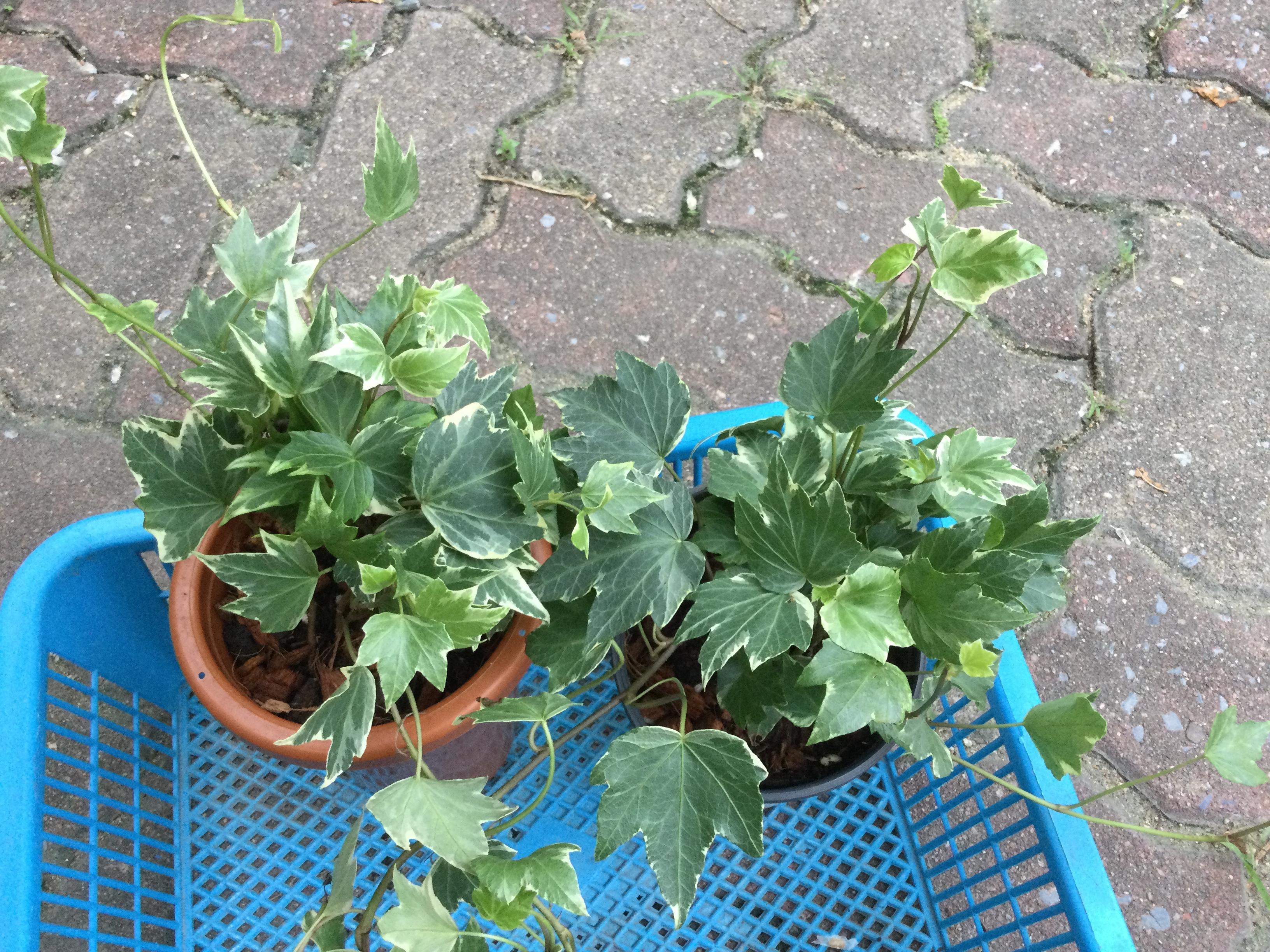 ต้นไอวี่ ใบด่างขาว กระถาง 4 นิ้วทรงสูง / ต้น