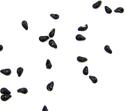 แก้วมังกรเหลือง (Yellow Pitaya) เนื้อขาว / 20 เม็ด