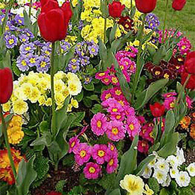 พริมโรส (Primrose) คละ / 100 เม็ด