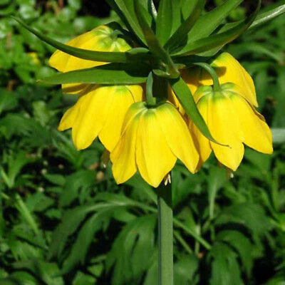 มงกุฏจักรพรรดิ์ (Crown Imperial) สีเหลือง / 100 เม็ด