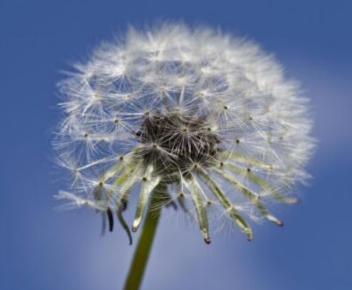 แดนดิไลออน (Dandelion) หรือ Wilderness / 1,600 เม็ด (Spain)
