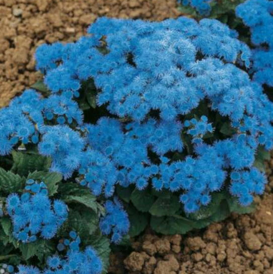 อะเจอราตุ้ม สีฟ้า (Blue Ageratum) / 4,000 เม็ด (Serbia)