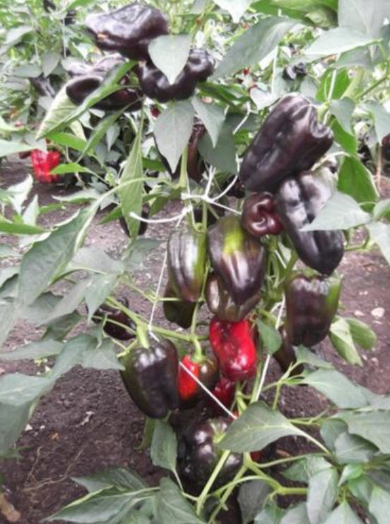 พริกหวาน สีดำ / 40 เม็ด หายาก (Ukraine)