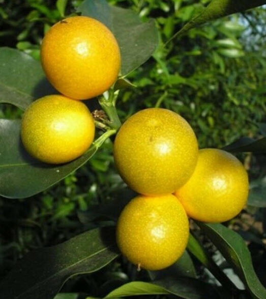 ต้นส้ม คัมควอท Kumquat ส้มกินทั้งเปลือก สูง 40-50 ซ.ม. ส้มกิมจ๊อ