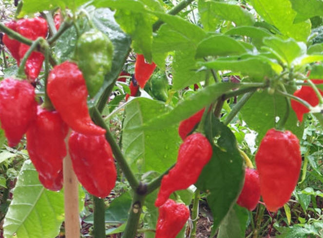 พริก Naga Viper แดง / 10 เม็ด (USA)