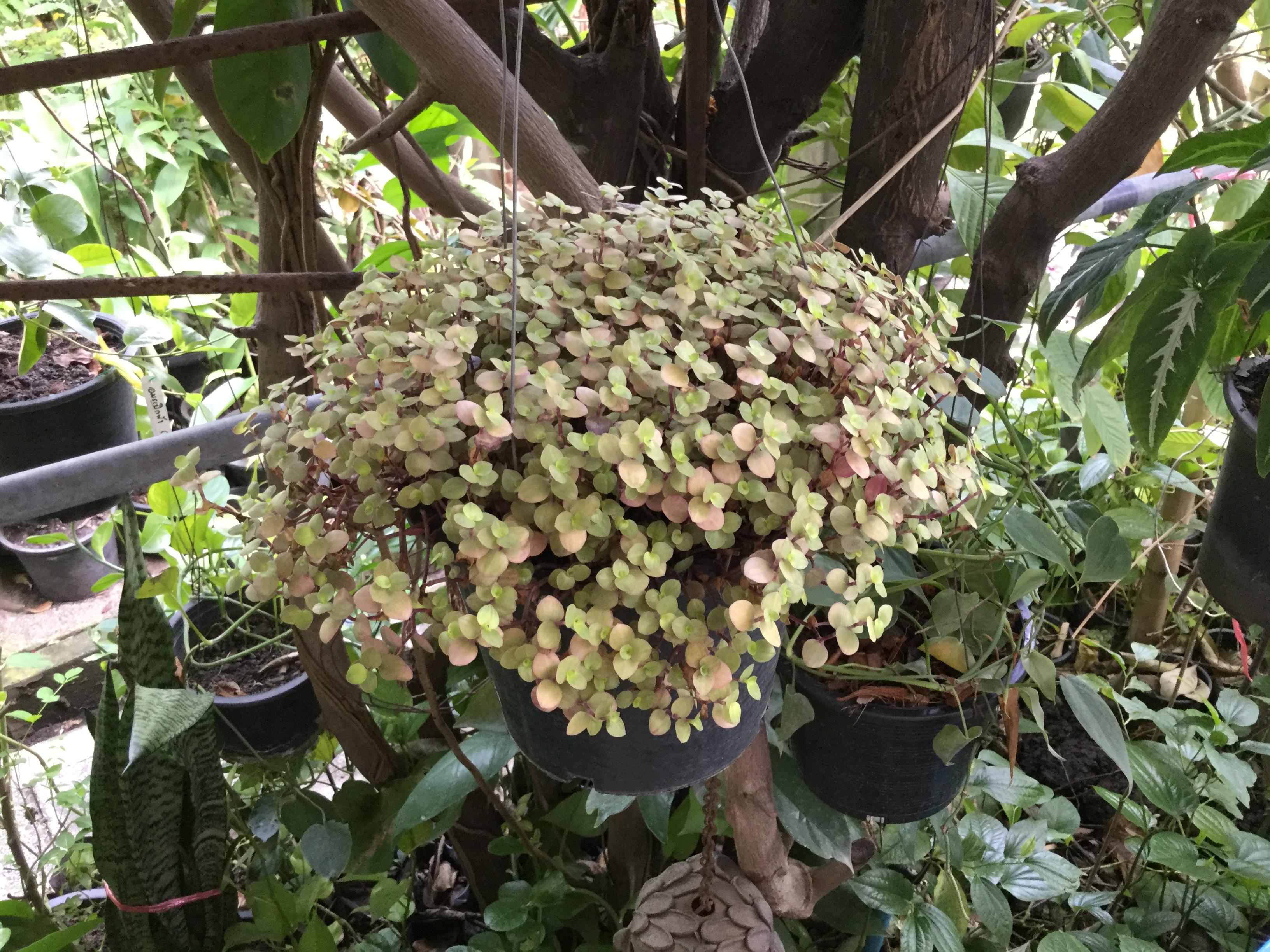 ต้นริบบิ้นชาลี กระถาง 8 นิ้ว / กระถาง