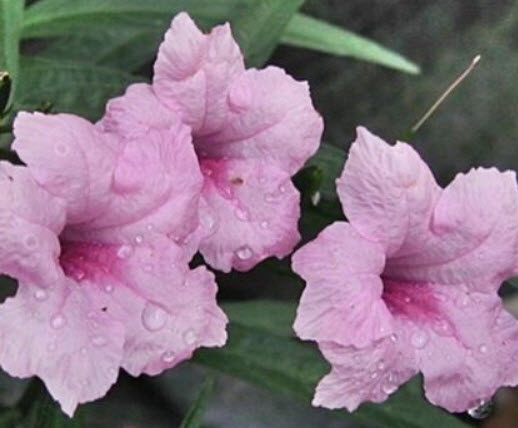 ต้นต้อยติ่งฝรั่ง สีชมพู ถุงดำ สูง 25-40 ซ.ม. / ต้น