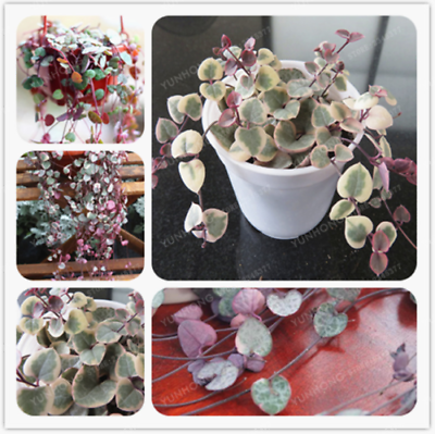 สายป่านดวงใจ (Chain of Heart) ใบด่าง / 20 เม็ด (นอก)