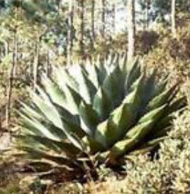 ว่านภูเขา (Agave Montana) / 10 เม็ด (Malaysia)