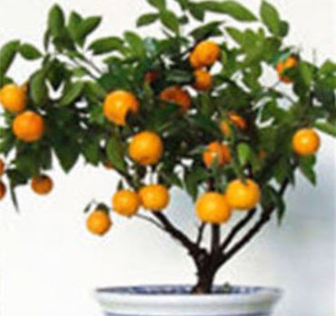 ส้มแมนดาริน (Mandarin orange) / 15 เม็ด