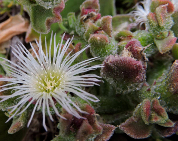 คอมม่อน ไอซ์แพล้นท์ (Common Iceplant) / 500 เม็ด (Spain)*