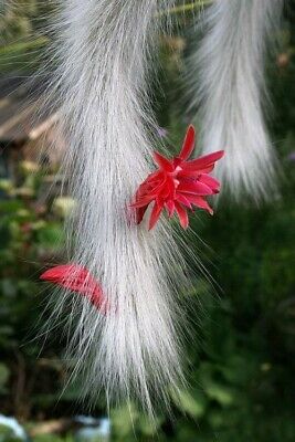 แคคตัสหางลิง (Monkey Tail Cactus) / 50 เม็ด