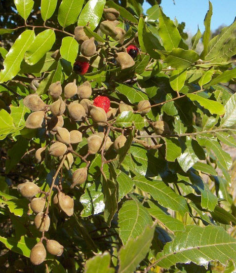 โอ๊คนิวซีแลนด์ (Oak New Zealand / Titoki) / 5 เม็ด (NZ)