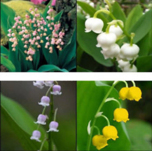 กล้วยไม้ระฆัง (Bell Orchid) คละ / 100 เม็ด (China)