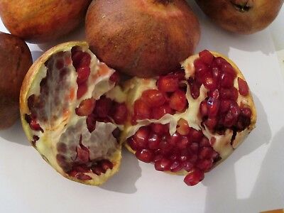 ทับทิมสเปน (Spanish Pomegranate) / 20 เม็ด (UK)