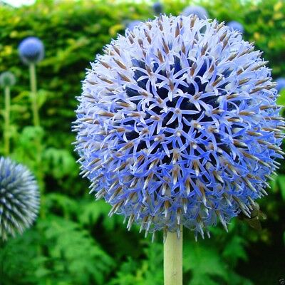 โกลบ ธิสเซิล (Globe Thistle) สีฟ้า / 70 เม็ด (China)