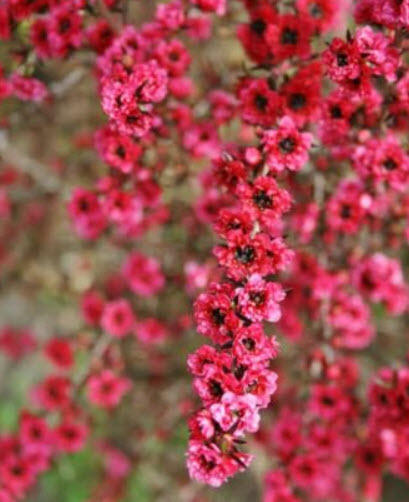 มานูก้า แดง ซ้อน (Manuka / Tea Tree) / 100 เม็ด (NZ)*