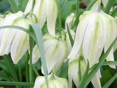 มงกุฏจักรพรรดิ์ (Crown Imperial) สีขาว / 50 เม็ด