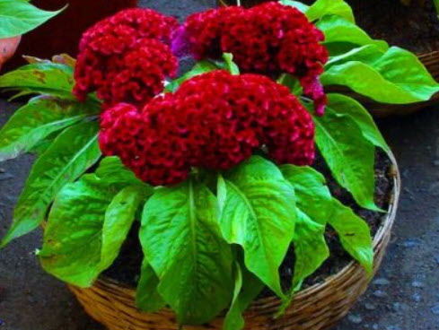 หงอนไก่ (Cockscomb) คละสี เตี้ย / 600 เม็ด (UK)*