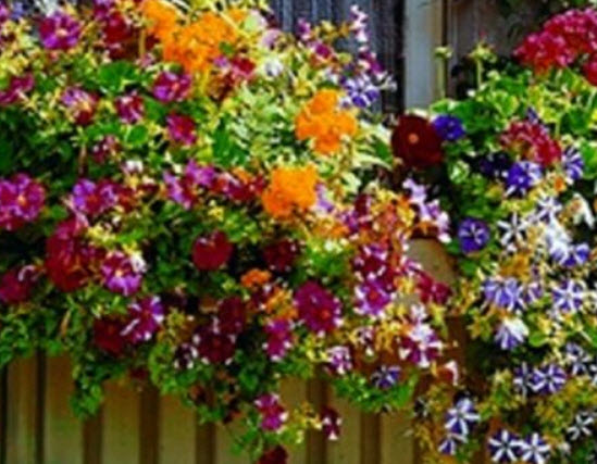 ชุดรวมไม้ดอกกระถาง ยูเครน (UKN-1) / 200 เม็ด (1 กรัม)