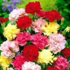 คาร์เนชั่น (Carnation) คละ / 550 เม็ด (UK)