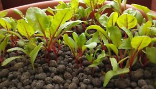 สวิสชาร์ด รูห์บับ (Swiss Chard Rhubarb) / 250 เม็ด (UK)