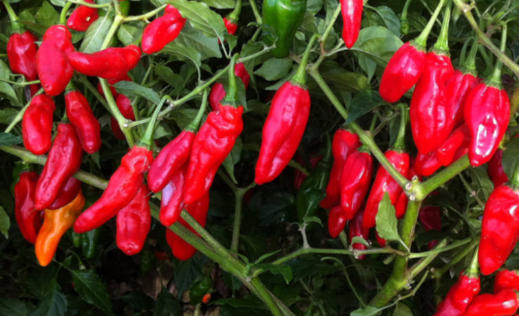 พริก Bhut Jolokia / 10 เม็ด