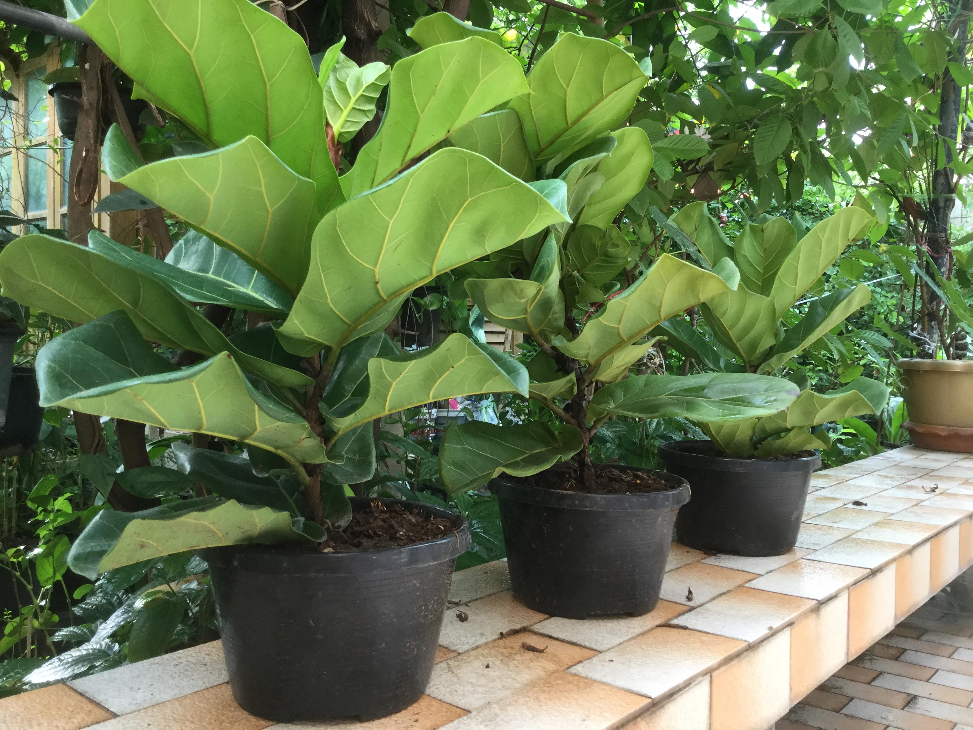 ต้นไทรใบสัก กระถาง สูง 30 ซ.ม. / ต้น