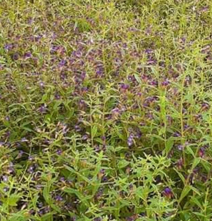 ผักแขยง ผักแขยงนา กะแยงแดง กะแยง กะออม ผักพา / ซองใหญ่ 15,000 เม็ด (ขายส่ง)