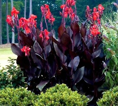 พุทธรักษา (Canna - Tropical Bronze Scarlet) / 5 เม็ด (UK)