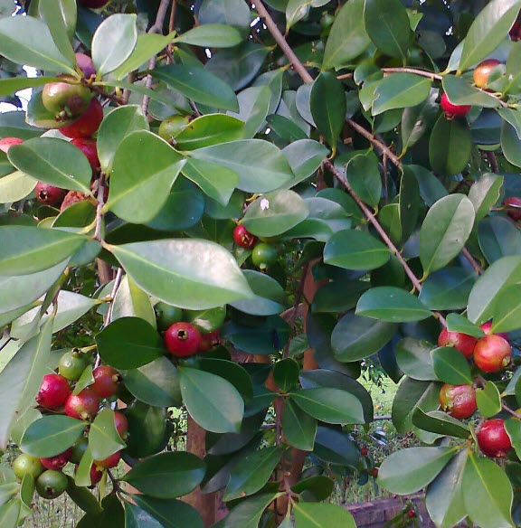 ต้น ฝรั่งสตรอเบอรี่ สีแดง เพาะเมล็ด สูง 30-40 ซ.ม.