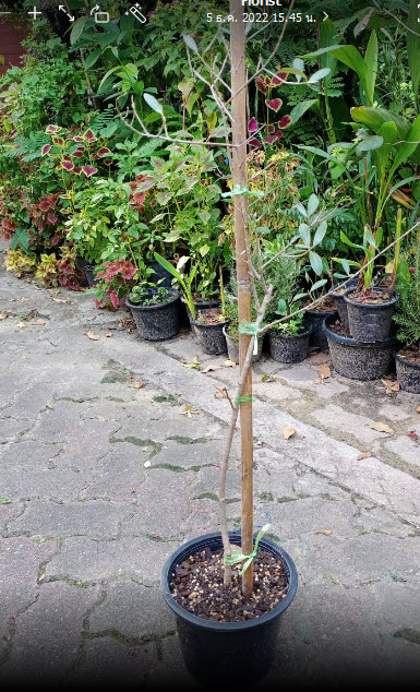 ต้นมะกอก โอลีฟ Olive เล็คซิโน่ Leccino อิตาลี สูง 60-100 ซ.ม. ต้นไม้นำเข้า