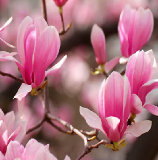 แม็กโนเลีย (Magnolia) สีชมพู / 5 เม็ด (Japan)