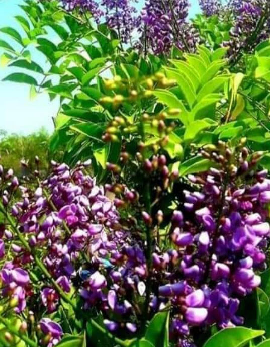 ต้นคูนม่วงแคระ ต้นใหญ่ สูง 1.30-1.50 เมตร ติดดอกแล้ว