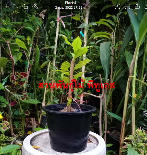 ต้นรุทรักษะ หรือ น้ำตาพระศิวะ กระถาง 8 นิ้ว สูง 20-30 ซ.ม.